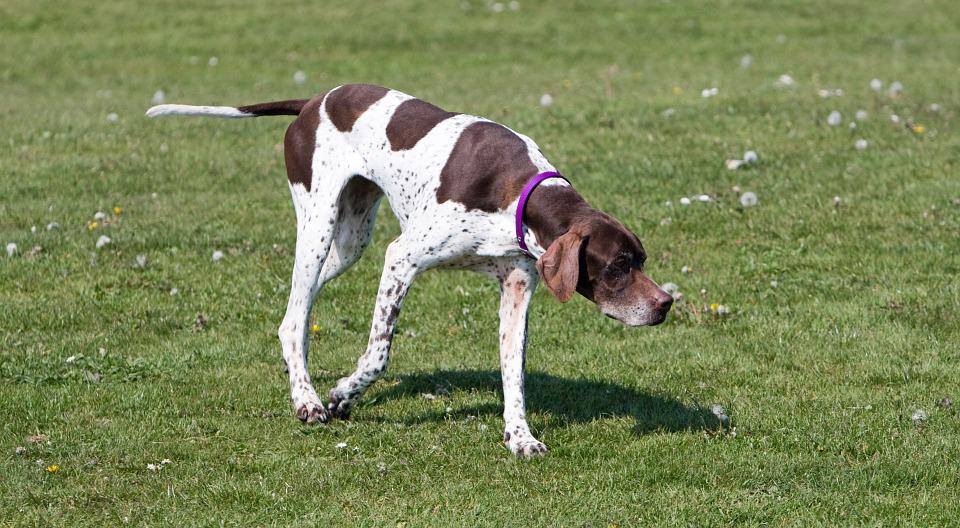 English Pointer in action