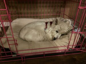 Crate retreat that helps a new rescue dog feel safe and loved during early adjustment.