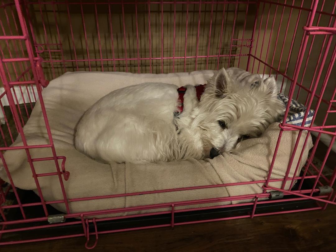 white puppy napping in her crate