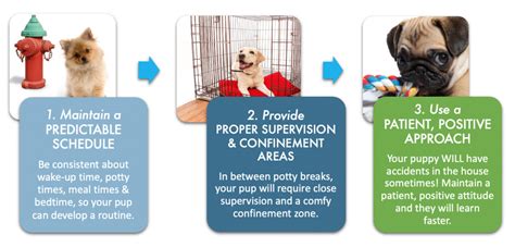 Basic rules for puppy potty training