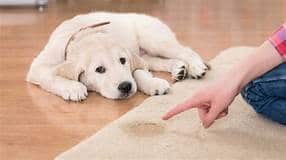 Puppy sad about having an "accident" during puppy potty training period