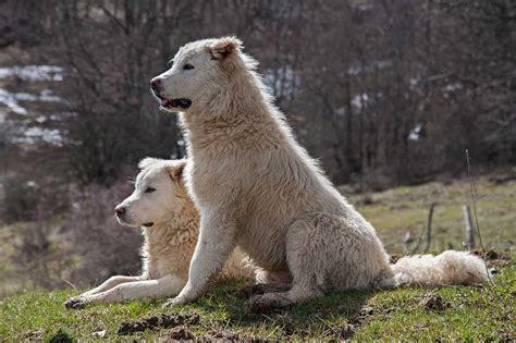 Two white dogs on a hill
