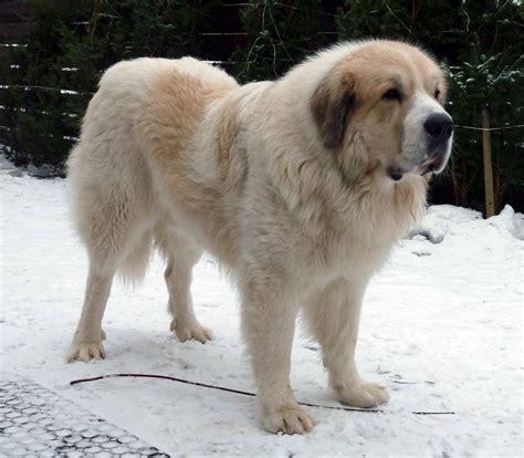 Very large bi-color dog
