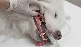 dog under anesthesia for dental disease care