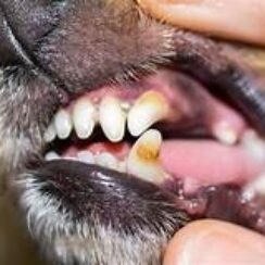 dental disease in dogs