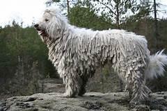 Large white dog with corded coat