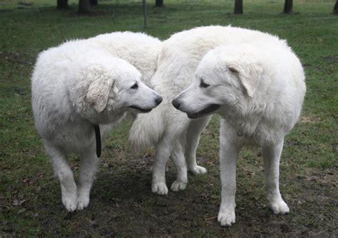 Two Kuvasc Dogs outside