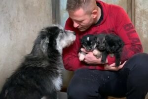Mama dog kisses man who rescued her thee puppies