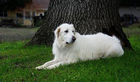 white dog lying in front of a tree