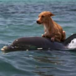 dog on a dolphin