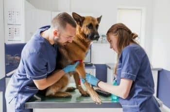 Vet, techtaking a dog's blood for tests