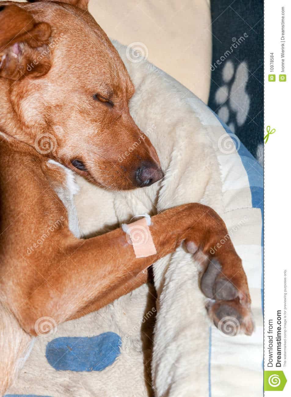 Very sick dog with IV in place
