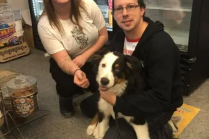 Australian Shepherd and twwo employees at pet store