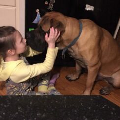 little girl ikssing a huge Mastiff