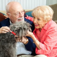 ELDERLY MAN AND WOMAN LOVING ON A SMALL DOG