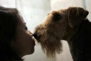Large Terrier Kissing A Woman