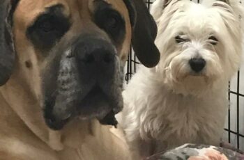 Mastiff and Westie have different nutritional needs