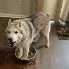 husky standing in his water bowl