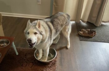 husky standing in his water bowl