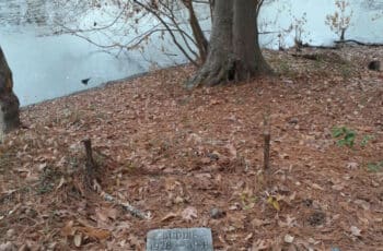 grave marker in the woods