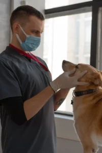 vet examines a dog