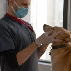 vet examines a dog