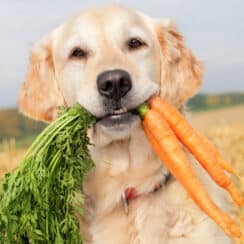 PUP EATING CARROTS