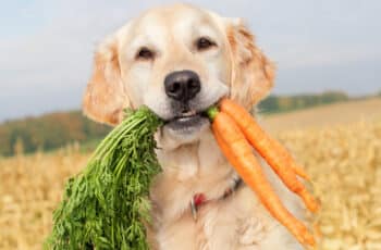 PUP EATING CARROTS