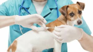 inserting a microchip into a dog
