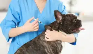 diabetic dog getting insulin shot