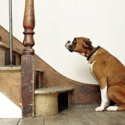 dog cannot climb stairs