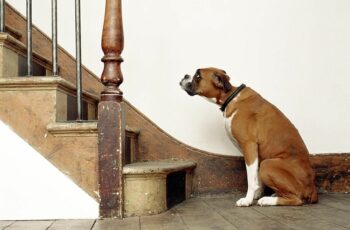 dog cannot climb stairs