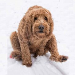 Goldendoodle-Scooting-
