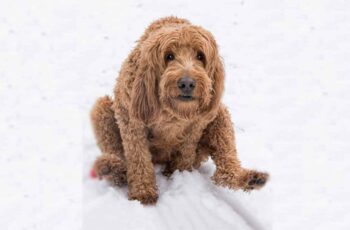 Goldendoodle-Scooting-