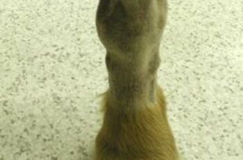 arthritic joint in dog
