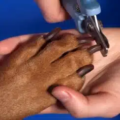clipping aa dog's nails