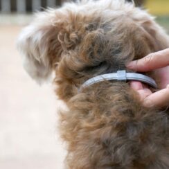 dog with a collar to prevent fleas