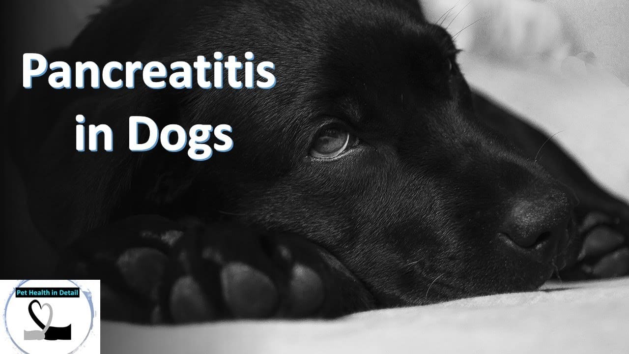 Canine Pancreatitis Is Fairly Common Happy Mutt