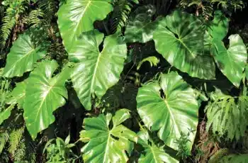 philadendron plant