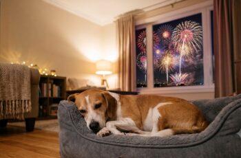 Dog resting safely indoors while fireworks glow outside a window.