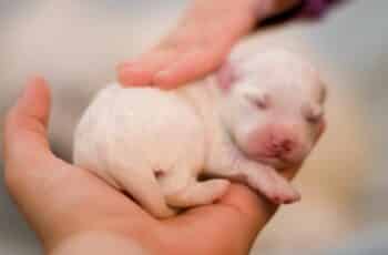 new bptn white puppy