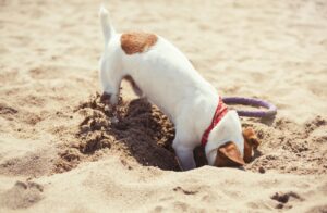 dog dogging iin the sand