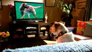dog watching tv 