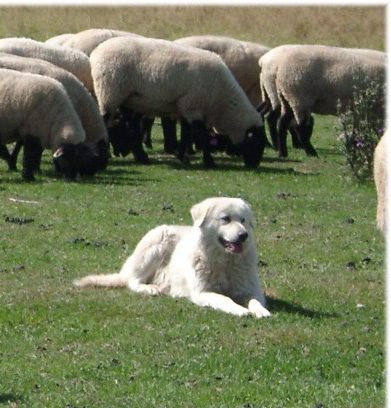Maremma Sheep Dogs to the Rescue! - Happy Mutt