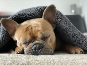 French Bull Dog Puppy sleeping in a blanket