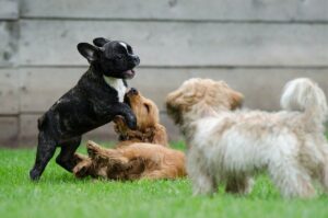 three playful puppies at doggy daycare