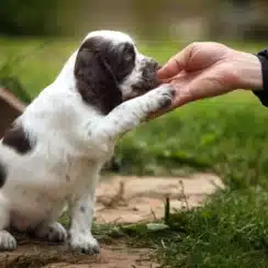 black and white puppy being trained