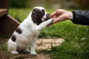 black and white puppy being trained