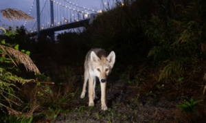 young coyote