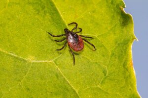 Deer Tick that causes Lyme Disease